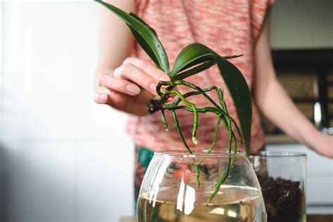 How to Grow and Care for Orchids .